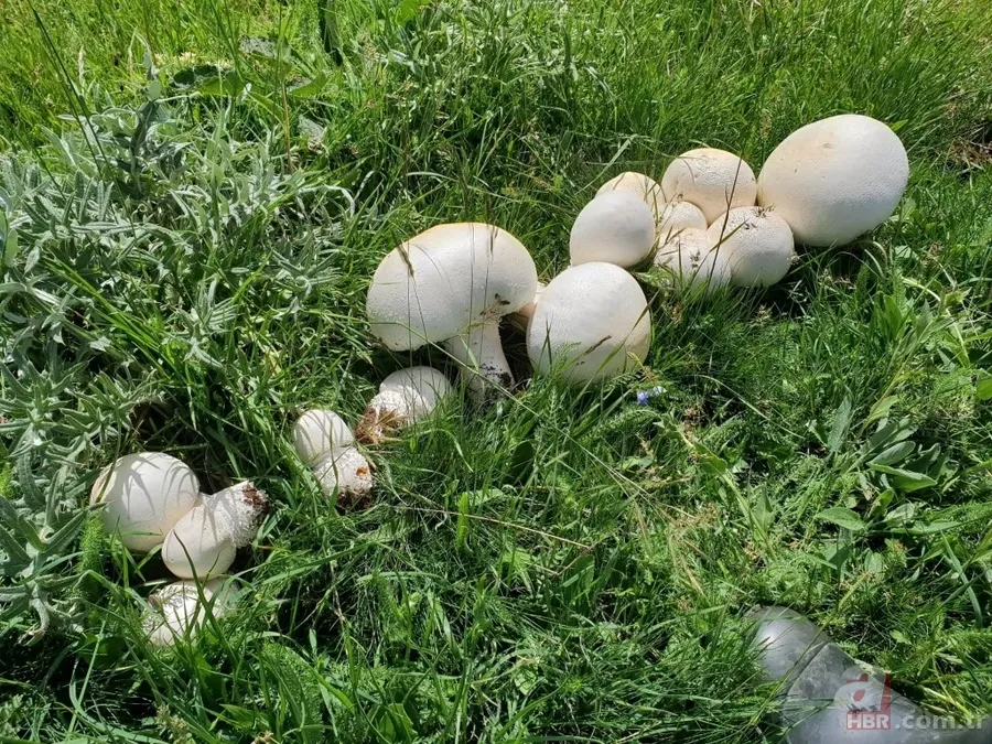 Gümüşhane’de görenleri şaşkına çeviren dev mantar! 4