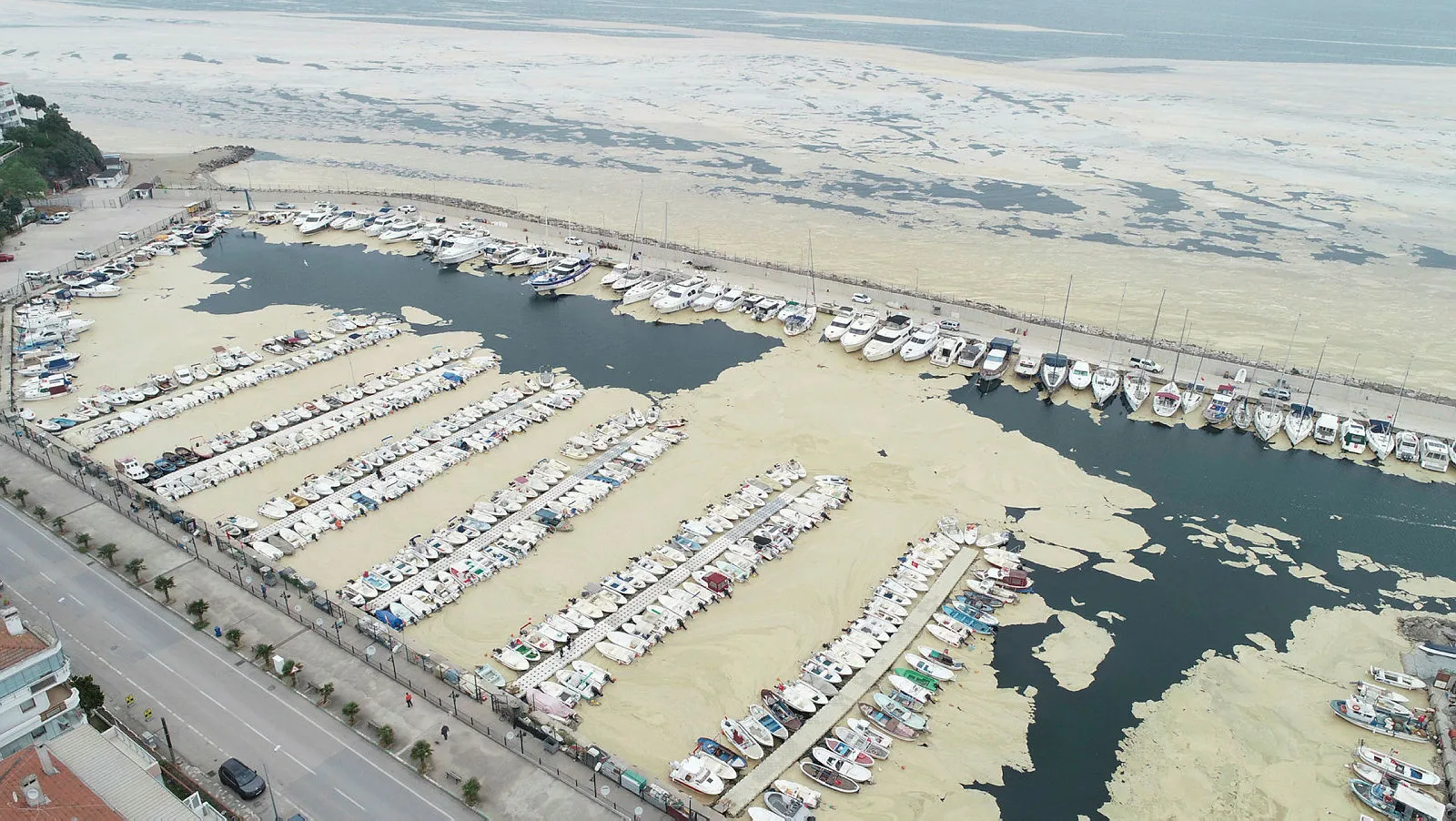 İstanbul’un deniz kenarlarında korkunç görüntü! Pendik Marina'yı deniz salyaları kapladı