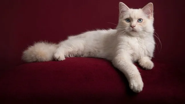 İngiltere’de koronavirüs nedeniyle bir kedi öldü! İlk kez kayda geçen vaka için uzmanlar uyardı - 5