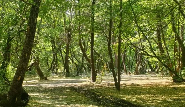 İzmir’de ormanlık alanlara giriş yasaklandı! 31 Ekim’e kadar sürecek: Uymayana ceza var