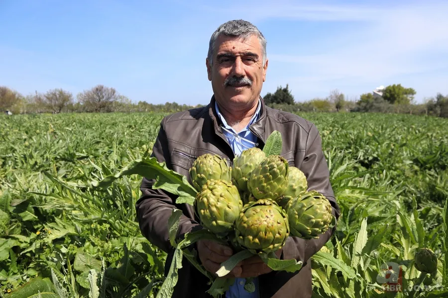 Resmen altın değerinde: Fiyatını duyan tarlasına koşuyor! Soğan salatalığı bırakıp bunu ekiyor 4