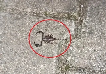 Mahalleyi zehirli akrep korkusu sardı