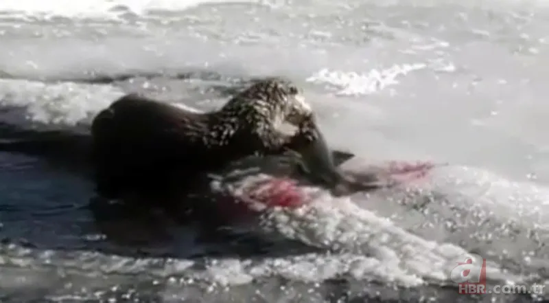 O ilimizde kıyıya yaklaşınca fark edildi! Hemen telefona sarıldılar 7