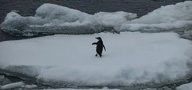 Antarktika’da bir ilk gerçekleşti