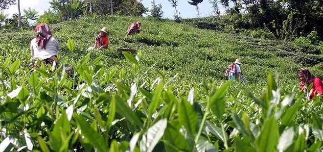 Tarım ve Orman Bakan Yumaklı’dan yaş çay alım fiyatına ilişkin yeni açıklama