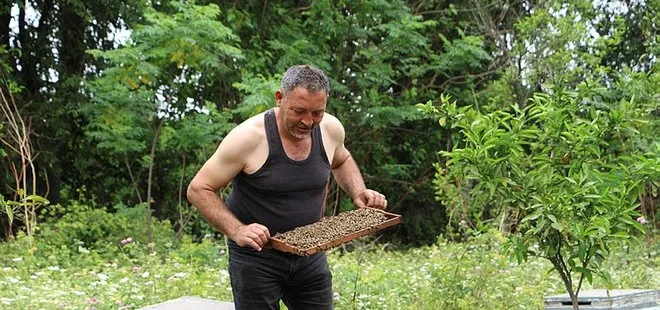 Hatay’da bal üreticisi arılara atlet ile bakım yapıyor: 100 yıllık ırk beni tanıyor