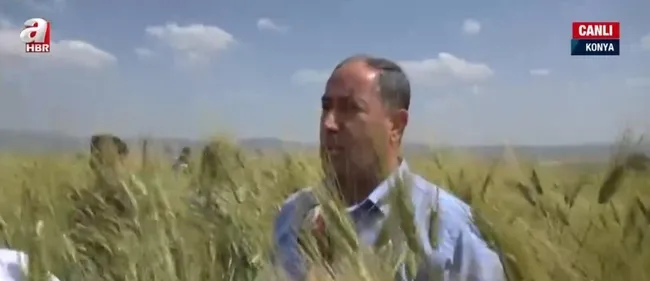 Konya’da yaklaşık 2 metrelik buğday yetiştirildi! 180 santimetrelik buğday nasıl yetiştirilir?