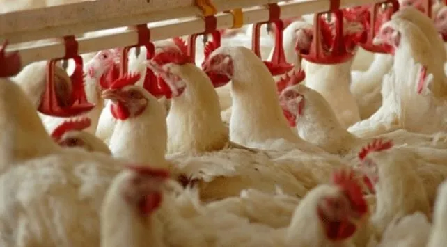 Son dakika | Ticaret Bakanlığı neşteri vurdu! Kanatlı et ihracatına sınırlama - 2