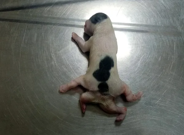 1624523482756.jpg 6 bacakla dünyaya geldi! Organ yetmezliğinden öldü - 2