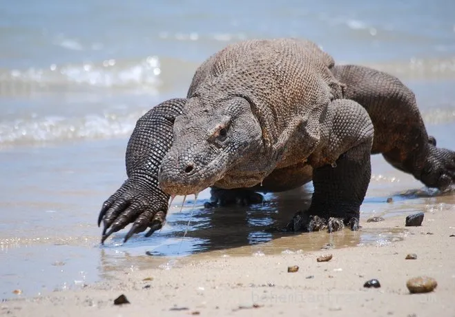 Komodo ejderi hakkında tüm bildiklerinizi unutun!