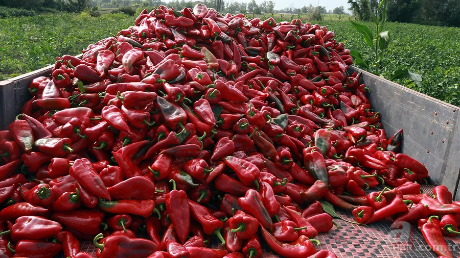 0, A, B ve AB kan grubuna göre nasıl beslenilmeli? Milyonları ilgilendiriyor 4