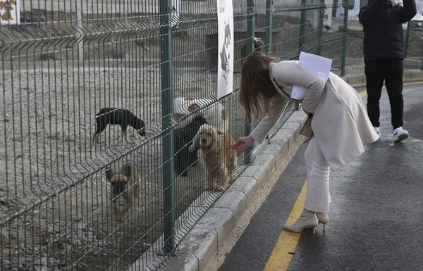 mamak-belediyesinden-sokak-kopeklerinin-olduruldugu-iddiasina-yalanlama-1669721375605.jpg Mamak Belediyesi’nden sokak köpeklerinin öldürüldüğü iddiasına yalanlama - 1