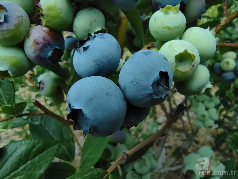 Nadir bulunan meyve türü kısa sürede zengin etti! Kilosunu 100 liradan satıyor 8