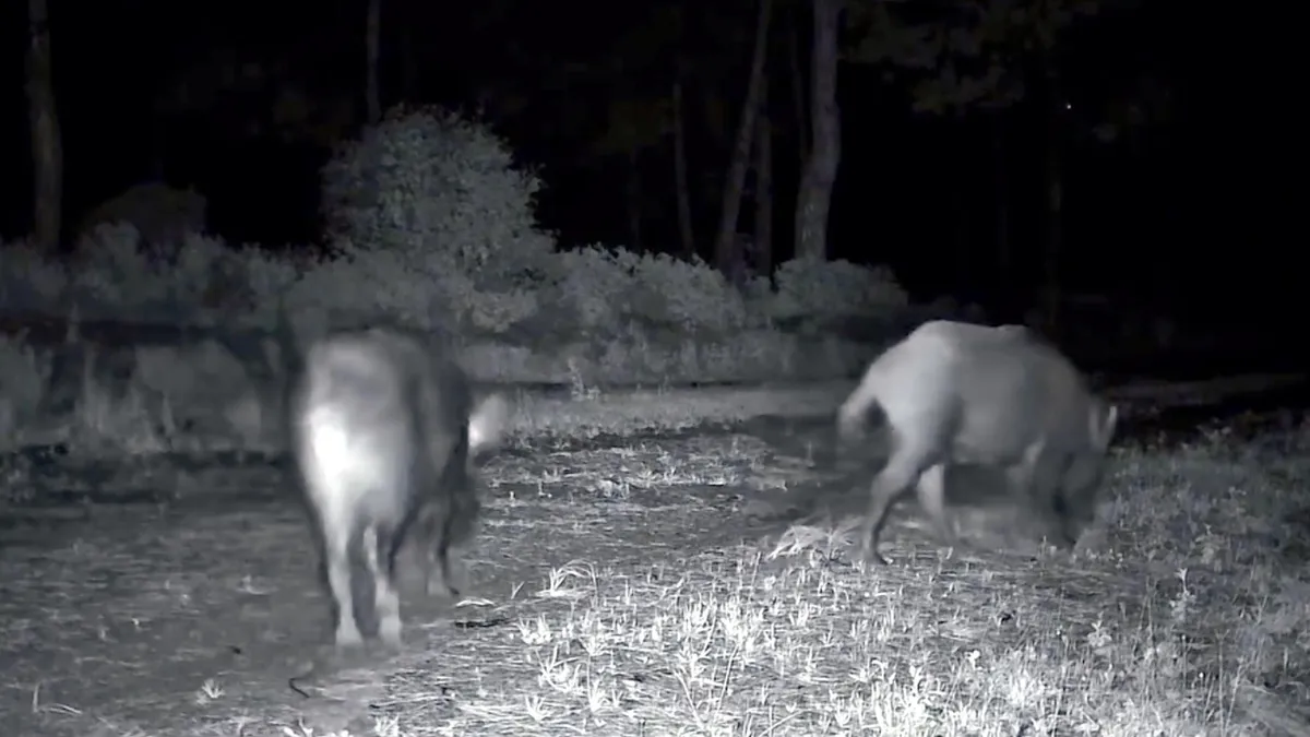 Ganos Dağı'nda karaca ve domuz sürüsü görüntülendi
