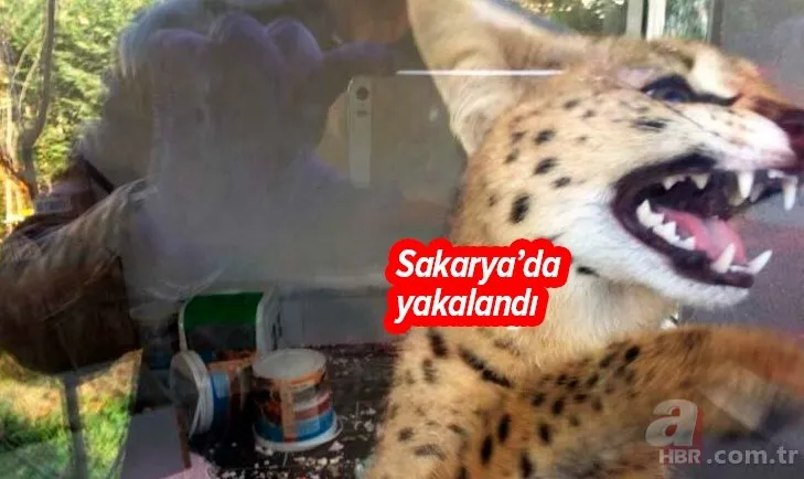 Türkiye’ye kaçak yollarla sokulan Afrika yaban kedisi ele geçirildi! O ilde Savannah şoku