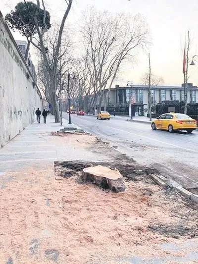 CHP’li İBB asırlık çınarları katletti! Sanatçılar sessiz kaldı! Bunun adı ikiyüzlülük