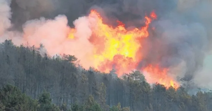 Son dakika: İstanbul'da orman yakan teröriste rekor ceza! İşte eylem haritası - 2