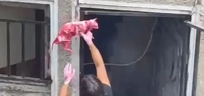 Şişli’de ürküten olay! Ölü kediyi boyayıp camına astı