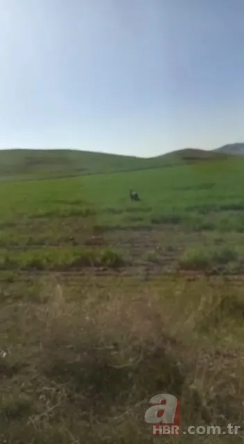 Sürücülerin kabusu oldu! Geceleri ortaya çıkıp yola fırlıyor 5