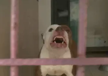 Pitbull sahipleri ne yapmalı? Köpek beslerken nelere dikkat edilmeli? Dünyaca ünlü köpek eğitmeni A Haber’e konuştu