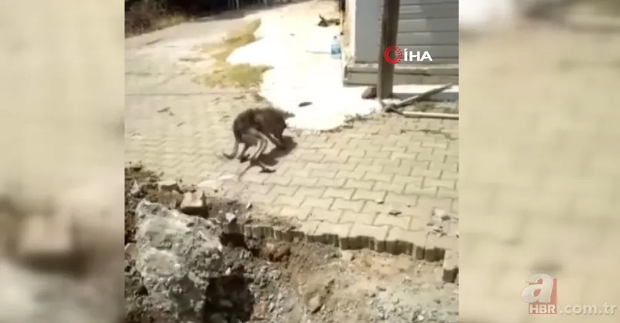 Yer altından gelen garip sesler ekipleri harekete geçirdi! Kanalizasyondan çıkan şoke etti 10