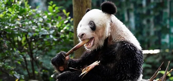 Dünya’nın en yaşlı pandası Xin Xing 38 yaşında öldü