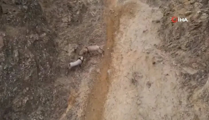 Ölümün kıyısında amansız mücadele! 2 dağ keçisi böyle dövüştü