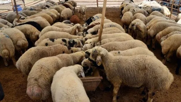 Kurban Bayramı ne zaman, hangi tarihte? Kurban Bayramı 7-8-9 gün mü olacak? - 3