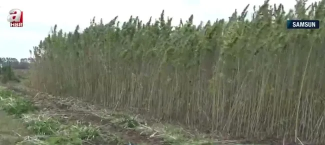 Türkiye’nin ilk tescilli kenevirinde hasat!