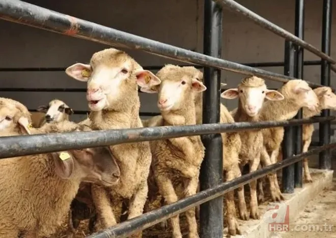 KURBANLIK DANA FİYATLARI 2023! Kurbanlık fiyatları ne kadar, kaç TL? Büyük baş, küçükbaş, koyun... 8