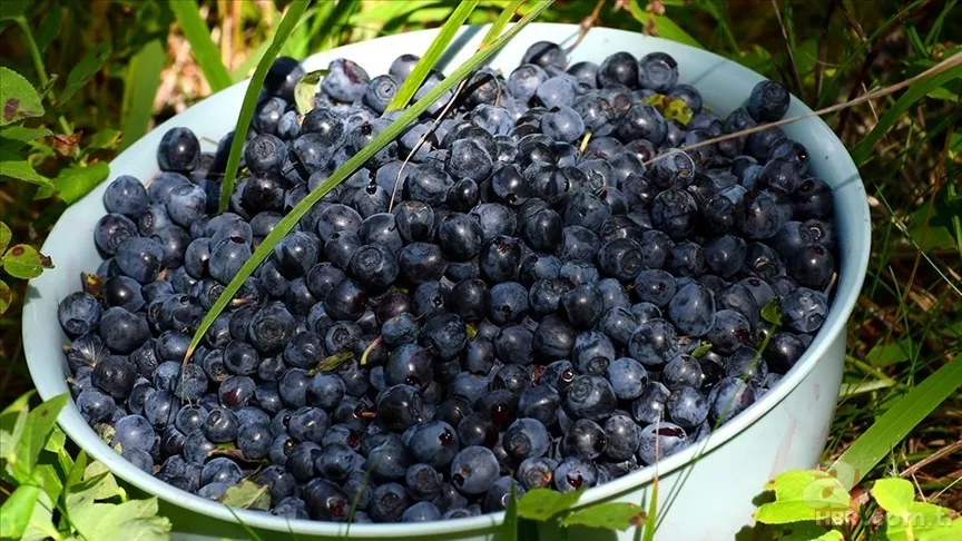 Güne pozitif başlamanın doğal yolu: Bilimin önerdiği mutluluk veren gıdalar 8