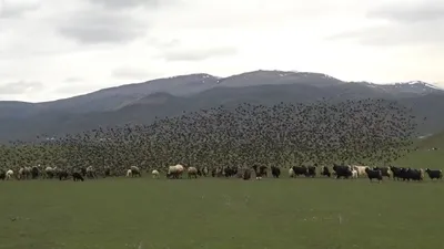 Peşlerinden ayrılmıyor!