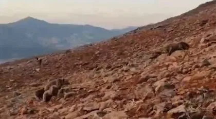 Ölümcül karşılaşma! Saldırgan ayılar ile kangallar karşı karşıya