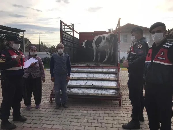 İzmir Bayındır'da çalınan ineğine kavuşan kadın bakın ne yaptı - 1