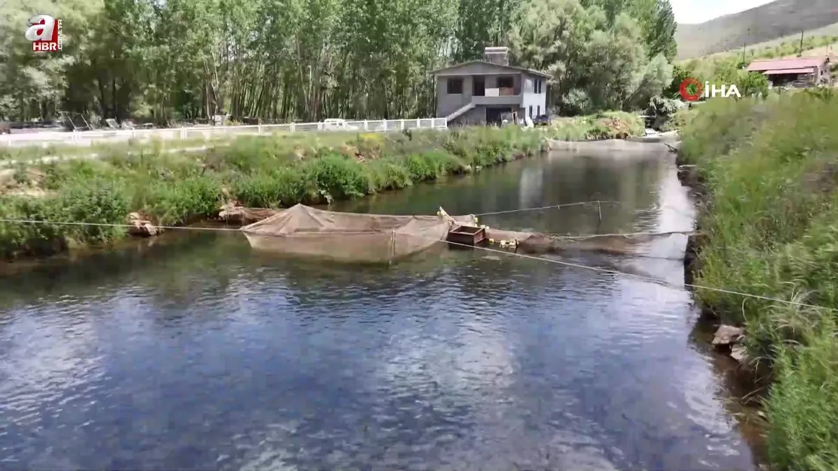 Malatya’da alabalık üretimi katlanarak arttı