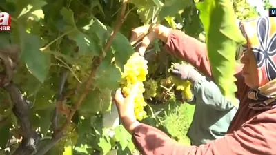 Çekirdeksiz sultani üzümü hasat zamanı!