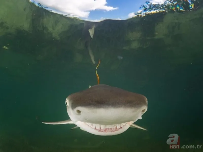 Vahşi yaşamın en komik fotoğrafları 14