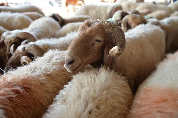 Kurban ile ilgili Ayetler ve Hadisler! Arefe günü kurban kesilir mi? Kurban ne zaman, nasıl kesilir? - 1