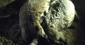 Yıldırım düştü 63 küçükbaş öldü!