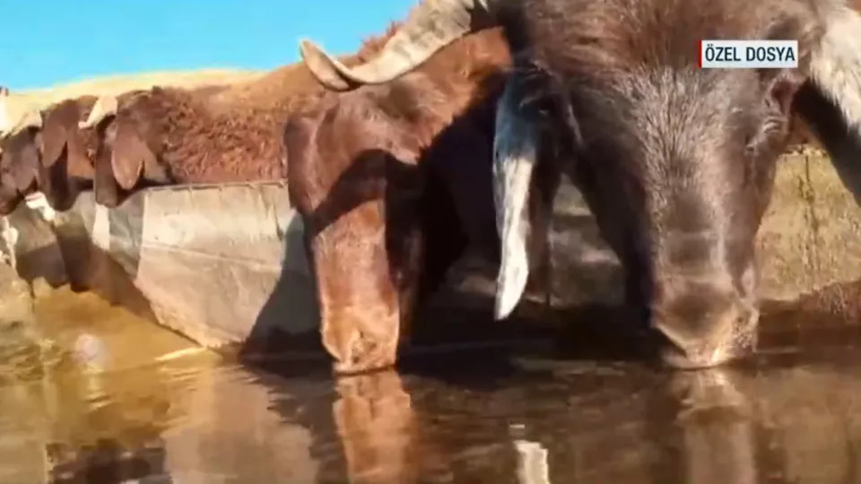 Türkiye’deki koyun ırkları