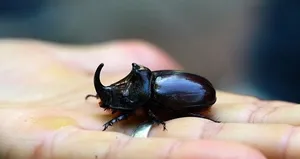 Bingöl’de gergedan böceği bulundu