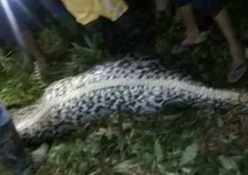 Endonezya'da 7 metrelik piton insan yuttu