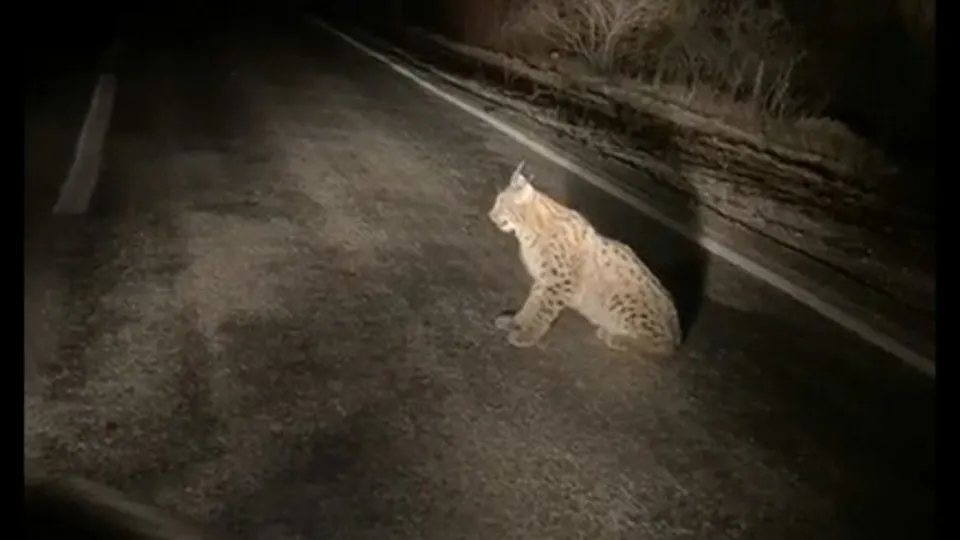 Nesli tükenme tehlikesi altında olan vaşak Tokat’ta yol ortasında görüntülendi! Korno çalınca...