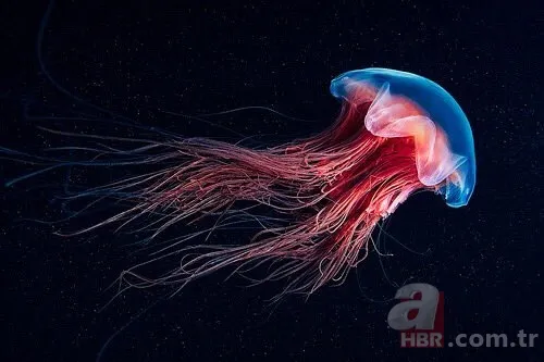 Mavi balinadan bile uzun olan o canlı: Ne beyni var ne de kemiği 2