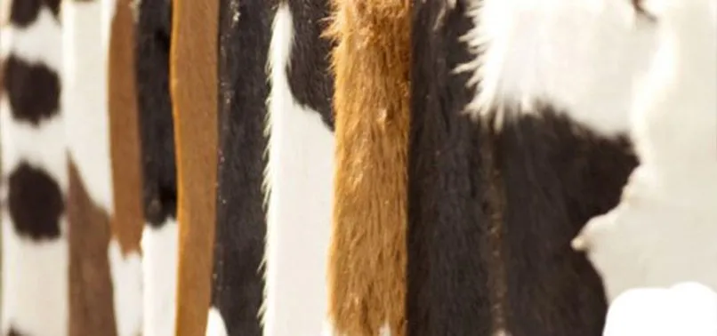 Kurban Derisi Ne Yapilir Kurban Derisi Alan Yerler Neresi