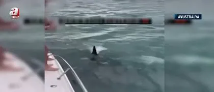 Katil balinaların üzerine balıklama atladı! Bedelini ağır ödedi
