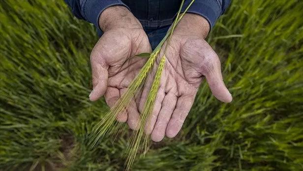 26 Ekim mazot ve gübre desteği yattı mı? 2022 Mazot gübre desteği ne zaman ödenecek? Tarımsal destek ödemeleri...
