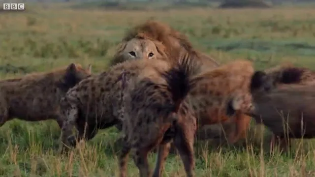 Sırtlanların arasında tek başına kalan aslanın mucize kurtuluşu! Son anda öyle şeyler oldu ki...