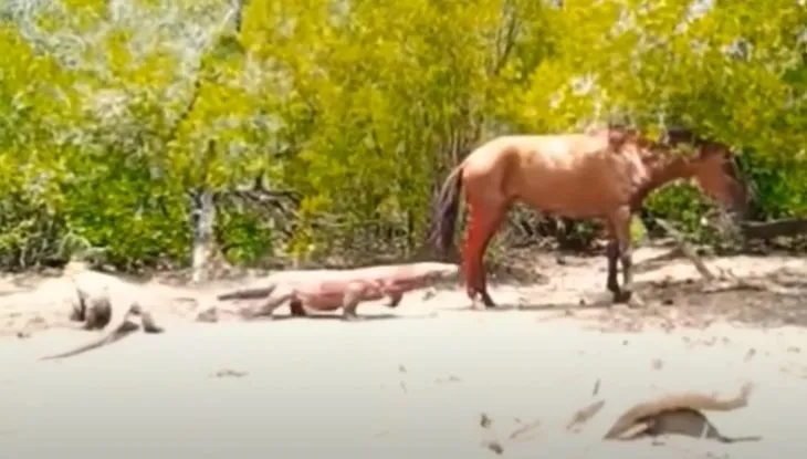 Komodo ejderleri dehşeti yaşattı! Yaşlı atı canlı canlı yediler