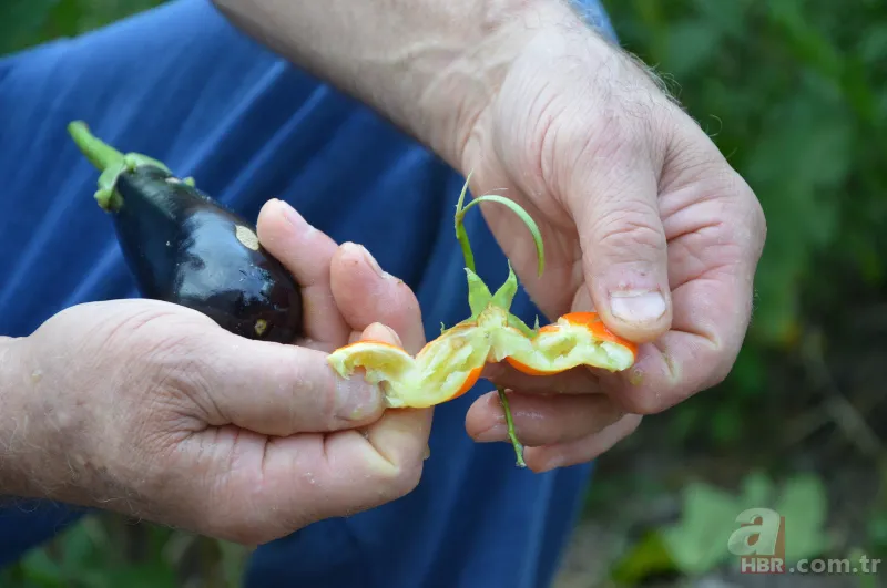Yetiştirdiği çilek hayrete düşürdü! 45 günden fazla sürdü... Guinness Rekorlar Kitabı'na girdi 10